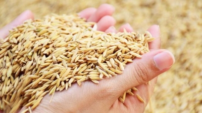 Phó Thống đốc NHNN: Ngân hàng sẽ xem xét cho vay không tài sản bảo đảm với ngành lúa gạo