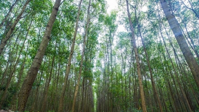 Hải Phòng: Không phê duyệt dự án đầu tư mới nếu không có phương án trồng rừng thay thế