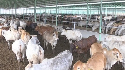 'Thông tin THACO tiếp quản dự án Chăn nuôi Bình Hà là không chính xác'