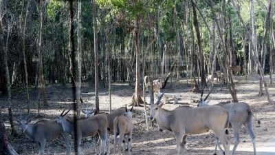 Vinpearl Safari và những rắc rối của doanh nghiệp lớn về bảo tồn tự nhiên