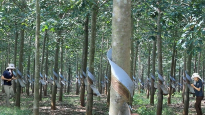 Từng tuyên bố tẩy chay, nay bầu Đức lại tính bán rừng cao su cho Trung Quốc