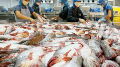 'Vua cá tra' Hùng Vương ước lãi 500 tỷ đồng năm 2016