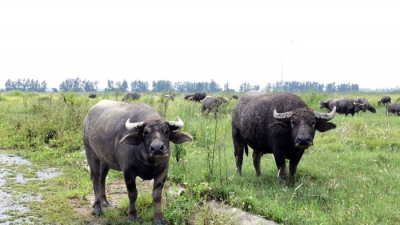 Cảnh ruộng hoang và chăn nuôi trâu bò trong New City Phố Nối