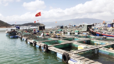 Quảng Trị: DN xin lập nông trường 170 triệu Euro trồng cây, nuôi thủy hải sản hữu cơ