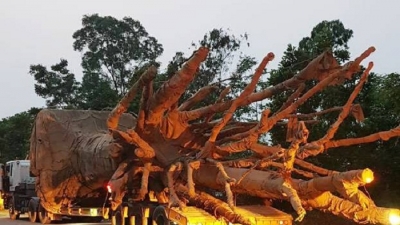 Xe chở cây khủng như ‘quái thú’ trên Quốc lộ 1A bị phạt hơn 80 triệu đồng