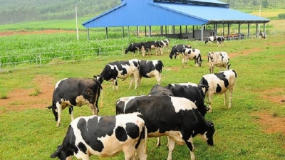 Vinamilk muốn đầu tư dự án nuôi bò hơn 1.200 tỷ đồng tại Hà Tĩnh