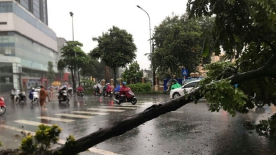 Hà Nội: Hàng loạt cây xanh bị ‘quật đổ’ sau bão số 3