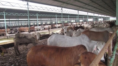 Hồi sinh dự án nuôi bò nghìn tỷ ở Hà Tĩnh: Lo tính khả thi và hiệu quả