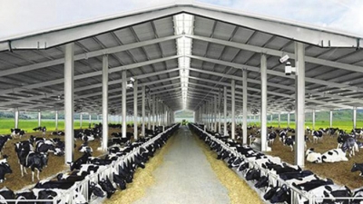 Quảng Ninh 'gật đầu' cho TH True Milk làm dự án bò sữa và chế biến sữa hơn 2.568 tỷ đồng