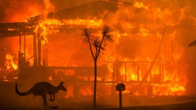 Thảm họa cháy rừng ở Australia: 480 triệu động vật hoang dã bị thiêu cháy