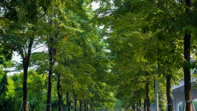 Bộ Công an yêu cầu định giá cây xanh tại Hà Nội trong giai đoạn 2016-2018