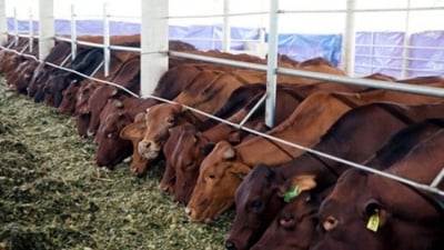 Vilico đầu tư dự án bò thịt gần 3.000 tỷ, chuẩn bị sáp nhập GTNFoods