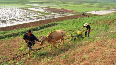 FAO: Gần một nửa dân số Triều Tiên đang thiếu đói