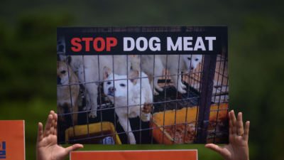 Hàn Quốc thông qua luật cấm bán thịt chó, phạt tiền tới 23.000 USD