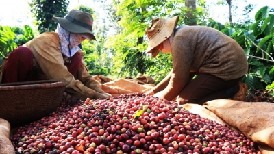 Bloomberg: 'Người trồng cà phê Việt ém hàng chờ giá cà phê tăng giá trở lại'