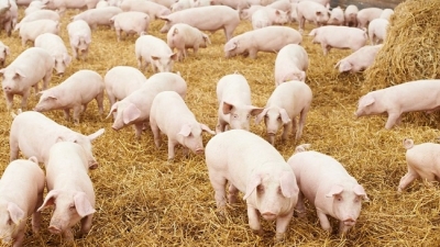 Giá nông sản, thực phẩm hôm nay (13/4): Giá lợn chạm ngưỡng 40.000 đồng