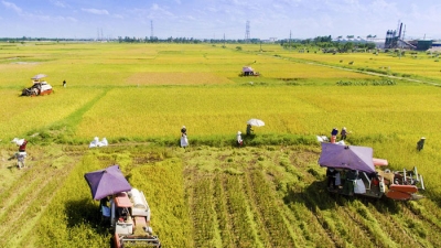 'Năng suất lao động nông nghiệp Việt Nam chỉ bằng 40% Thái Lan, 30% Trung Quốc'