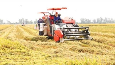 Giá lúa gạo giảm 30%: Nhà nông lo lắng nhưng DN vẫn 'chờ' rẻ hơn
