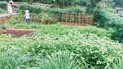 Hà Nội rộ mô hình cho thuê đất trồng rau