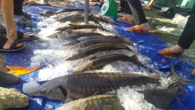 Ban chỉ đạo 389: Kiểm tra chặt chẽ hoạt động nhập khẩu cá tầm Trung Quốc