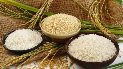 Quảng Trị xuất khẩu lô hàng gạo hữu cơ đầu tiên sang Châu Âu