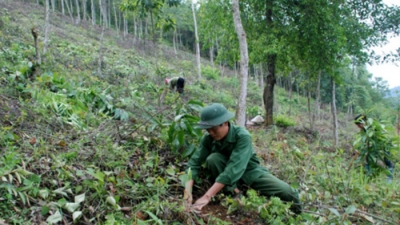 LDG thâu tóm doanh nghiệp dự án phát triển rừng, ước lãi hơn 970 tỷ đồng