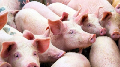 BAF Việt Nam lập công ty con vốn 120 tỷ, chuyên chế biến và bảo quản thịt