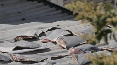 Đại sứ quán Việt Nam tại Chile: ‘Vây cá mập do người thân cán bộ mua ở chợ dân sinh’