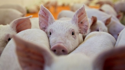 Bộ Nông nghiệp muốn trợ giá 80% đối với lợn bị tiêu hủy vì bệnh dịch tả lợn châu Phi