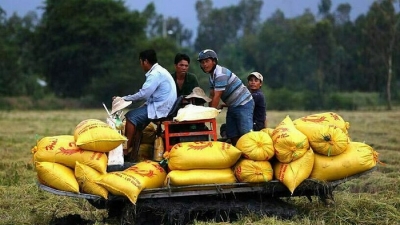 Bộ Công Thương ‘đòi’ Bộ Tài chính công khai danh sách thương nhân đã đăng ký xuất khẩu gạo