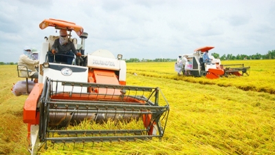 ĐBSCL: Tắc nghẽn lưu thông, giá lúa tại ruộng giảm 24%, VFA lo ngại người dân bỏ ruộng