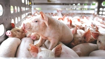 Giá lợn phục hồi, nhiều ‘ông lớn’ ngành chăn nuôi vẫn chưa thể vực dậy