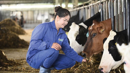 6 thập kỷ làm sữa tươi sạch của 'chuyên gia bò sữa' Mộc Châu Milk