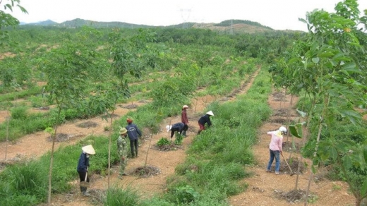 Thanh tra Chính phủ: Ninh Bình để doanh nghiệp sử dụng hàng nghìn ha đất miễn phí