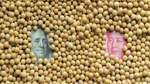 Trung Quốc chỉ đạo nông dân trồng đậu tương như một ‘ưu tiên chính trị’