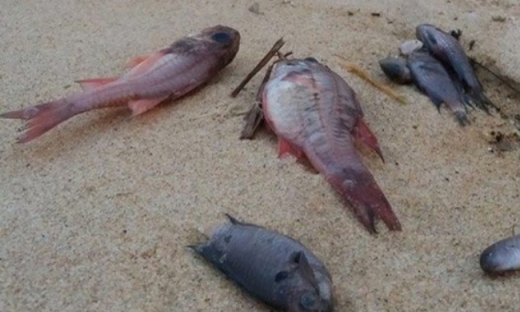 Cá chết hàng loạt: loại nguyên nhân tự nhiên, tập trung vào độc tố và tảo độc