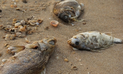 Thảm họa cá chết: Đền bù 500 triệu USD, rồi sao nữa?