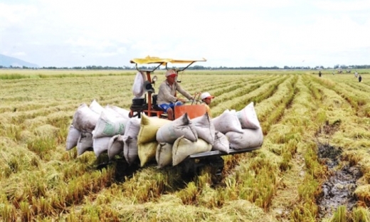 Ngân hàng phải cung ứng đủ vốn để thu mua thóc, gạo tại khu vực ĐBSCL