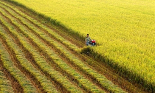 Đồng Tháp đề nghị 2 công ty lương thực cùng 5 tỉnh, thành hỗ trợ thu mua lúa gạo