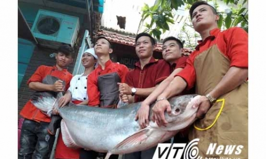 Cá tra dầu dài 2m, nặng 100kg lên bàn tiệc ở Hà Nội