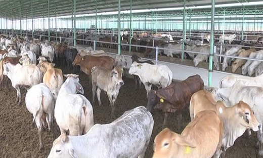 'Thông tin THACO tiếp quản dự án Chăn nuôi Bình Hà là không chính xác'