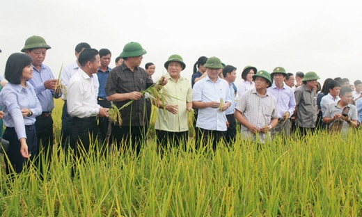 Trần Ngọc Nam: Người đưa thương hiệu gạo hữu cơ Việt ra thế giới