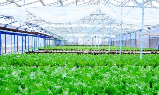 Hải Phòng đầu tư tổ hợp nông sản thực phẩm công nghệ cao hơn 430 tỷ đồng
