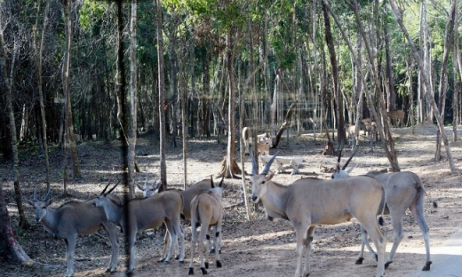 Vinpearl Safari và những rắc rối của doanh nghiệp lớn về bảo tồn tự nhiên