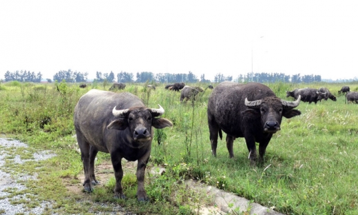 Cảnh ruộng hoang và chăn nuôi trâu bò trong New City Phố Nối