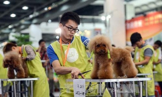 Dịch vụ chăm sóc thú cưng ở Trung Quốc kiếm hơn 20 tỷ USD một năm