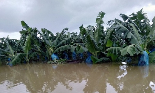 1.200ha chuối tại Lào của HAGL Agrico bị ngập lụt