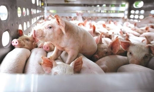 Chủ tịch tập đoàn chăn nuôi Dabaco: Cứ bán một con lợn lại lỗ mất một con