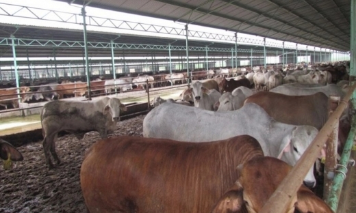 Hồi sinh dự án nuôi bò nghìn tỷ ở Hà Tĩnh: Lo tính khả thi và hiệu quả