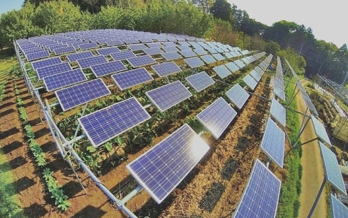 Quảng Trị sắp có dự án trang trại kết hợp điện mặt trời áp mái hơn 842 tỷ đồng